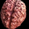 Silicone Brain Body Part Halloween Prop