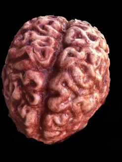 Silicone Brain Body Part Halloween Prop