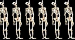 Skeleton Halloween Props - 6x Package Deal