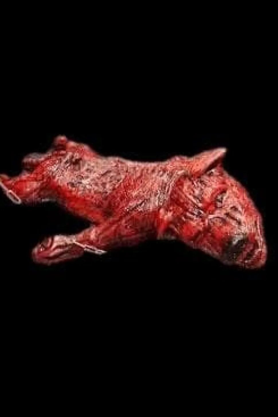 Skinned Zombie Dog Bloody Animal Prop