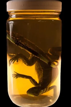 Small Iguana Replica Specimen Jar Halloween Prop