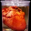Small Lifelike Heart Specimen Jar Halloween Prop