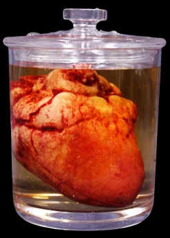 Small Lifelike Heart Specimen Jar Halloween Prop