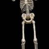 8' Towering Skeleton with Projection Eyes Halloween Animatronic Decoration